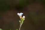 Watercress